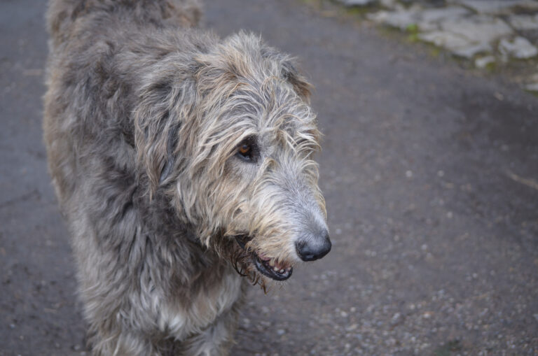 rosto de um cao wolfhound irlandes com este pelo prateado e cinza