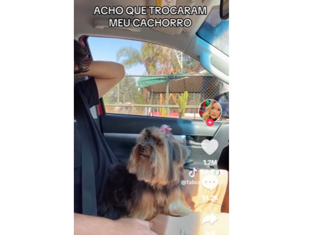 Troca inesperada: tutora percebe que pet devolvido após banho não era o seu 1 tutora percebe que pet devolvido após banho não era o seu