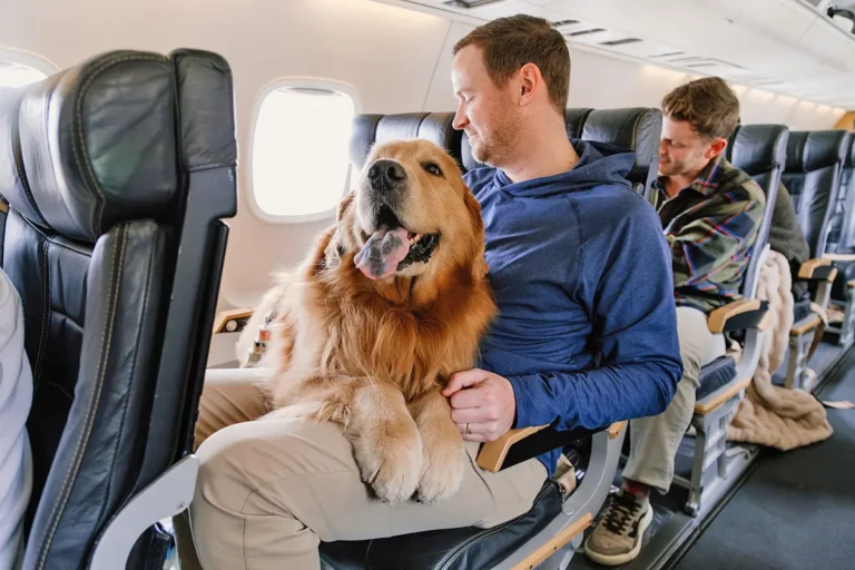 Conheça a RetrievAir: empresa aérea americana especialista em voos com cachorro. 1 2025 03 25 RetrievAir Discover 3