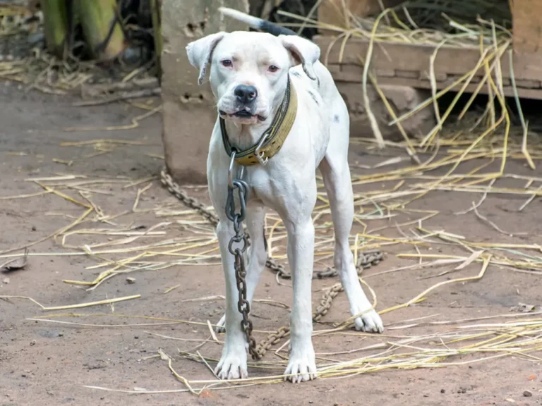 Rinha de cães: polícia encontra jacaré de 3 metros em propriedade nos EUA. Veja aqui! 1 2025 06 10 dogfighting ring alligator Hero