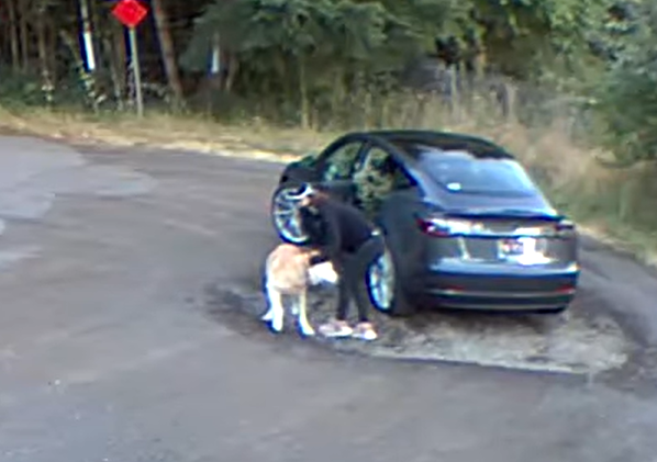 Cão idoso é abandonado em parque pela tutora! Veja imagens! 1 Captura de tela 2025 06 03 145148