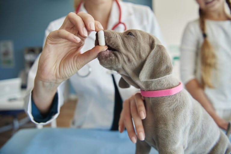 Como identificar medicamentos veterinários falsificados? Leia aqui! 1 algumas vitaminas para cachorrinhos