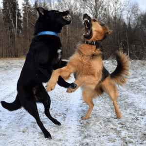 Cães brigando? Veja aqui como agir e como evitar briga de cachorro!