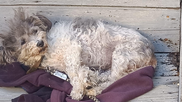 Cachorro abandonado aos 17 anos ganha nova vida aos 19. Veja aqui a história! 1 c630947b08426366f4028e57a829afd7 754x424 1