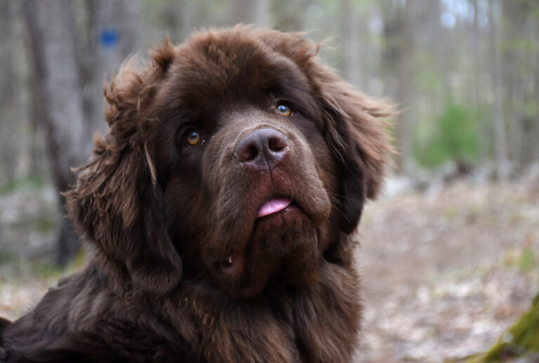 cachorro da terra nova bem humorado com lingua de fora