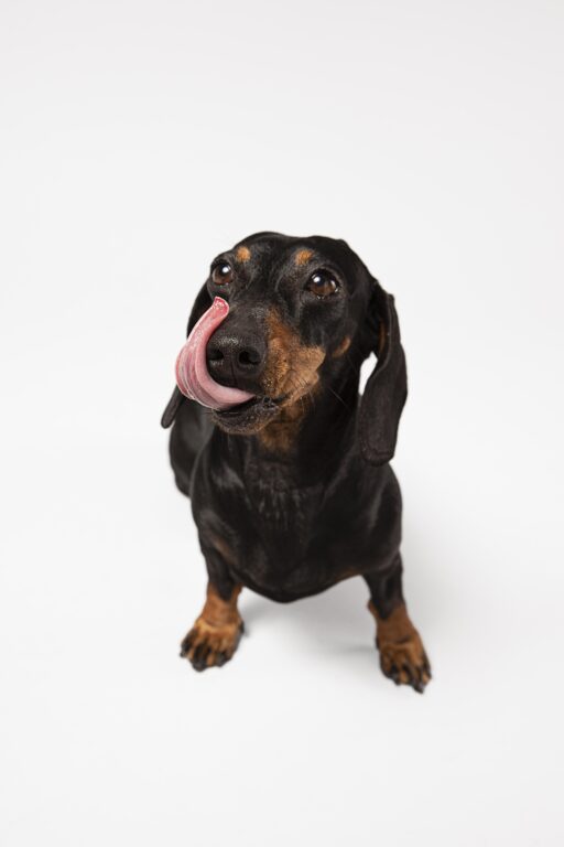 cachorro fofo olhando para cima em um estudio