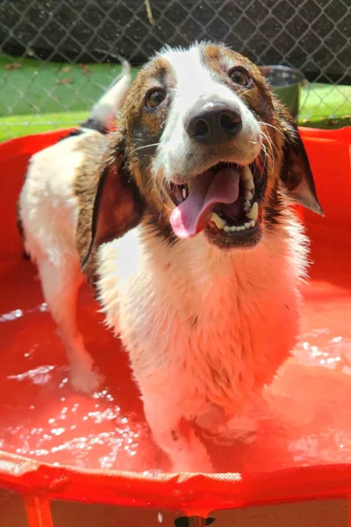 dj the dog2 62625 ef23dbb76d1745719b91f24bfb6bf802