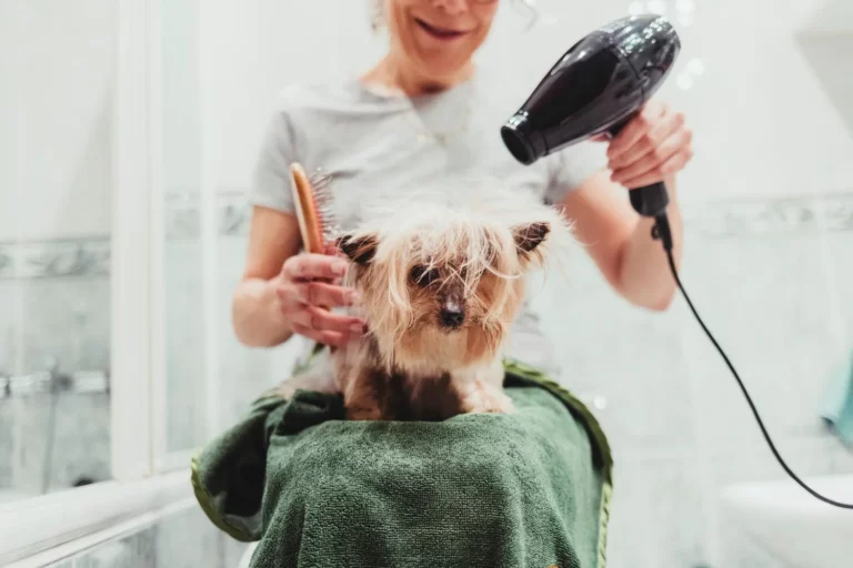 dog at a groomer 062625 17930f122a9e471d886c467c6d41017b
