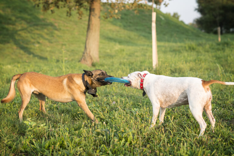 dois cachorros brincando com disco voador no parque