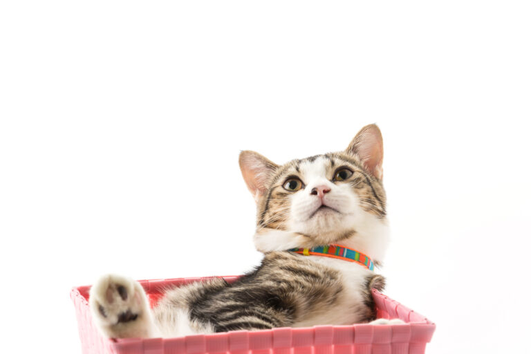 gato na cesta