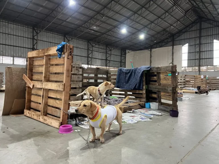 Mais de 60 animais resgatados nas enchentes, ainda aguardam lar. Entenda aqui! 1 image 6