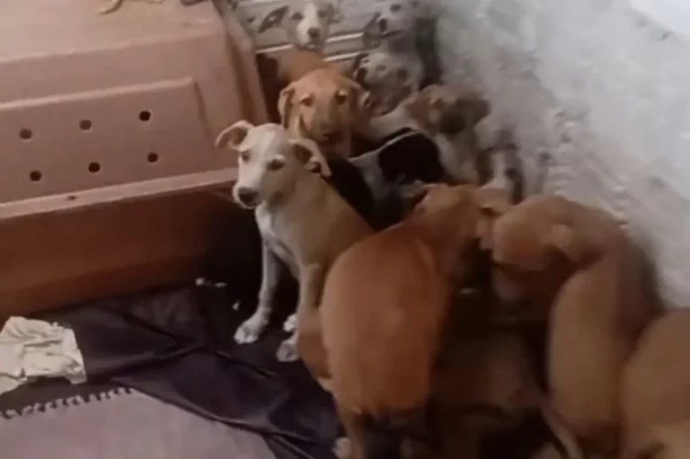 4 cães em abrigo morrem com barulho de "bombinha" na véspera de São João. Veja a história 1 image 8