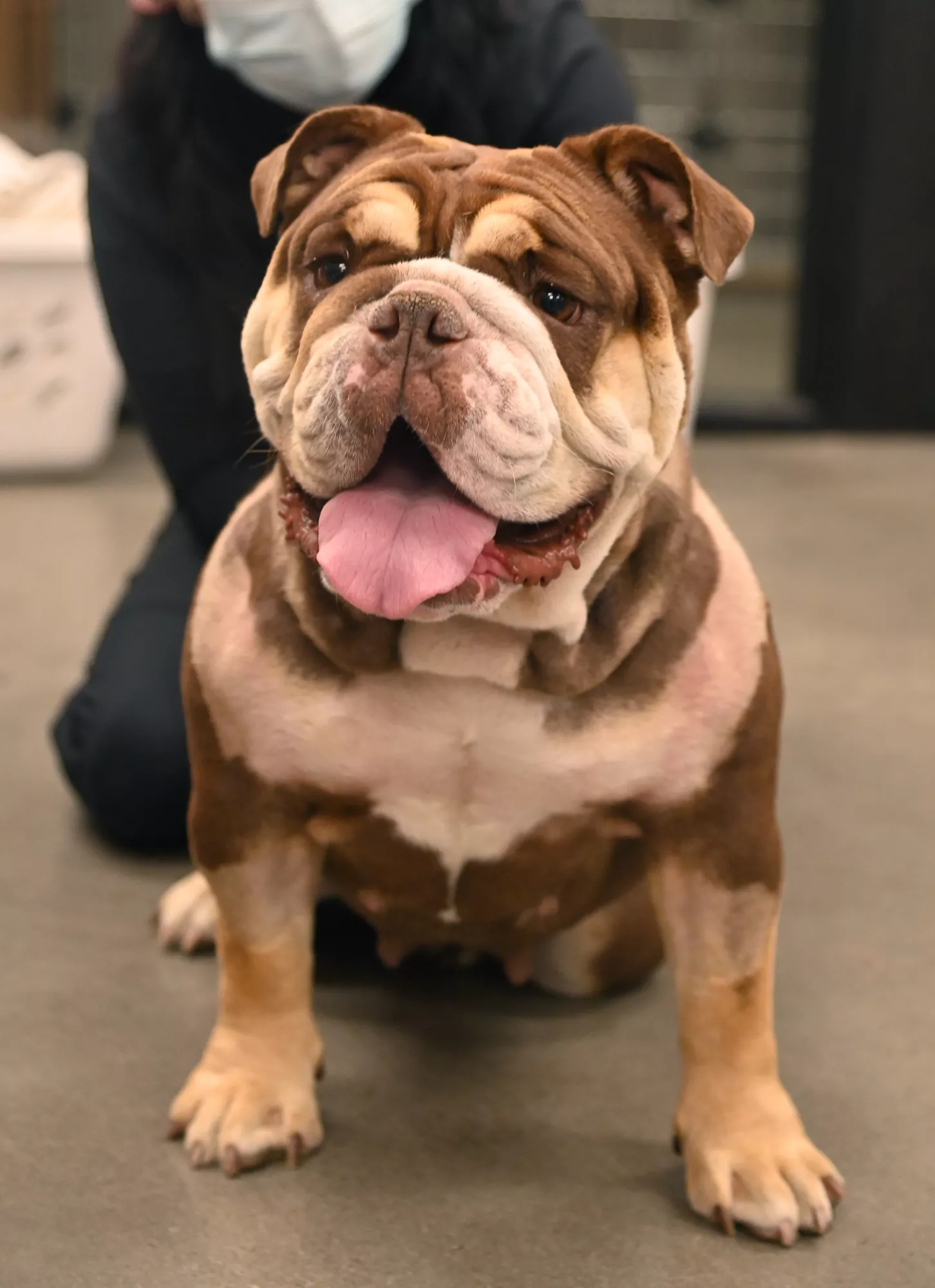 Buldogue resgatado quase decapitado por cone cirúrgico. Conheça a história de Petúnia