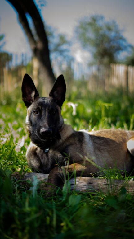 Adestrador de cães preso após morte de 11 animais em uma semana. Veja essa história 1 pexels chan ah hong 42034874 7335924