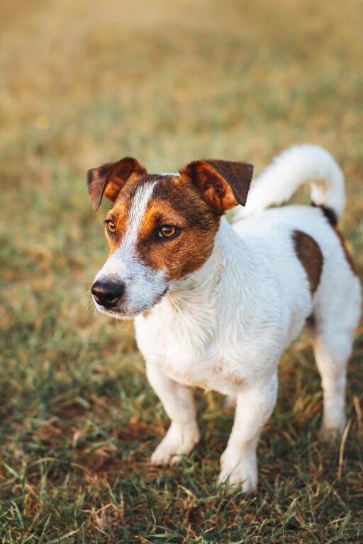 Cachorro Jack Russell Terrier queimado em meio a confusão familiar. Entenda o que aconteceu 1 pexels edyttka stawiarska 1763030 29472456