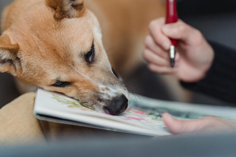 Descubra 6 Formas de Como Cães Demonstram Amor e Carinho 1 pexels greta hoffman 7859273 3 1