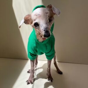O adeus a Pingo, o cão fóssil mais querido da internet. Conheça a trajetória