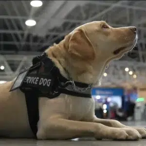 Falsos Animais de Serviço: nova lei nos EUA puni com multas pesadas. Veja aqui!
