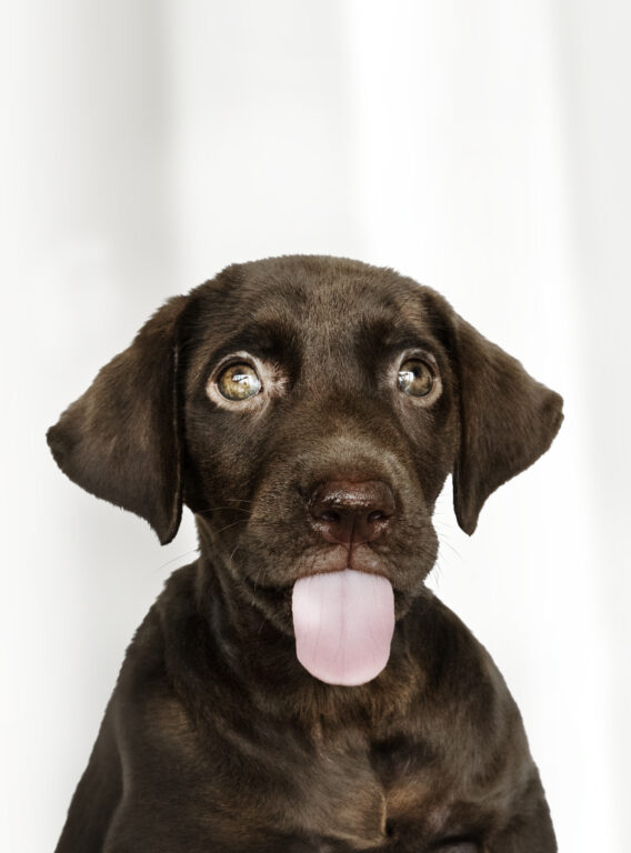 Por que meu cachorro tá lambendo o ar? 5 principais causas 1 retrato adoravel de labrador retriever de chocolate