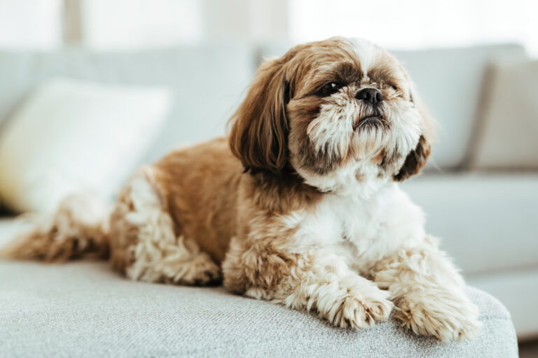 shih tzu cachorro relaxando no sofa na sala de estar