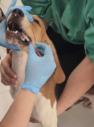 Osteoartrite canina: USP desenvolve nova formulação anti-inflamatória 2x mais eficaz 4 20250704 medicacao e1753187578226