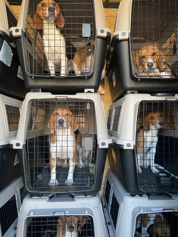 Lei proíbe definitivamente testes em animais para cosméticos no Brasil. Veja aqui! 1 505940374 10162014852434209 6218957354162887320 n