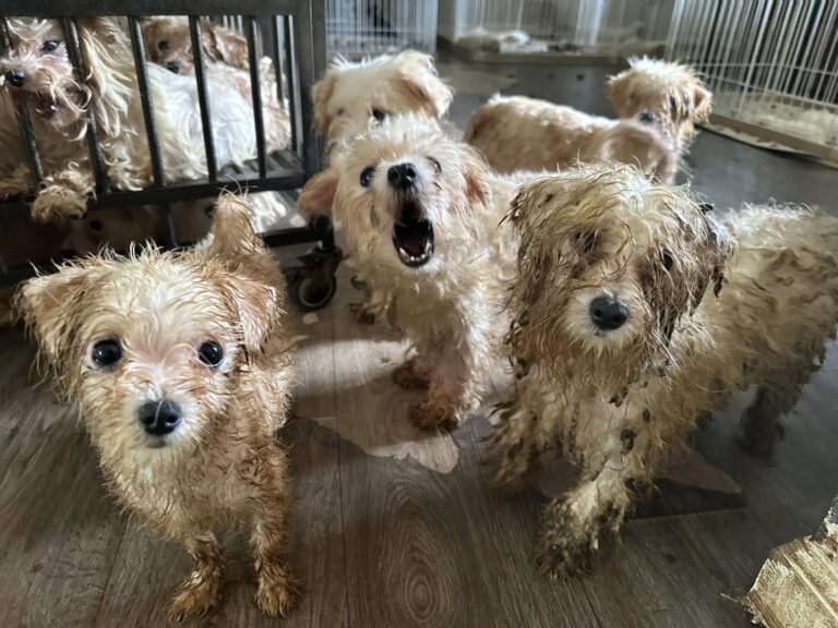 Resgate de cães em "Fábrica de Filhote": 113 animais salvos. Veja aqui 1 518346621 1165099448992921 2527096295117163585 n