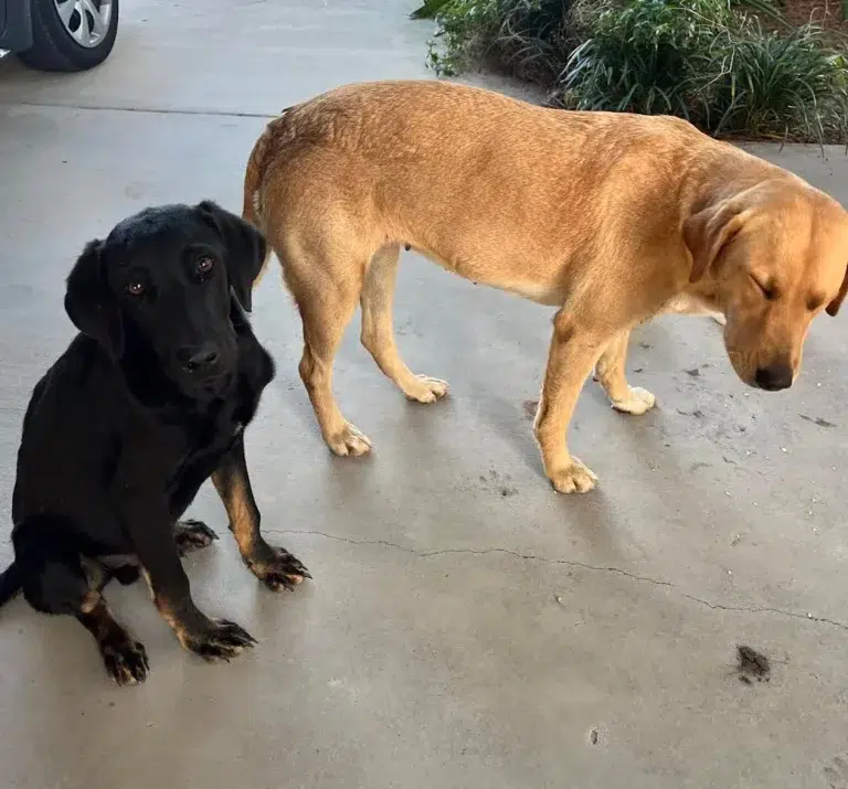 Brooke Morosca stray dogs rescue 6 071625 72528b59e21e46daae2025335f8673e7