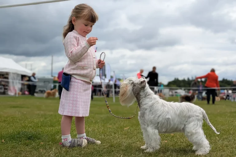 Schnauzer Miniatura e criança de 3 anos fazem história em exposições caninas. Saiba mais! 1 Caitlyn Mellor Zeeva 071525 e1e9616035804ffd9a8a45d096a47292