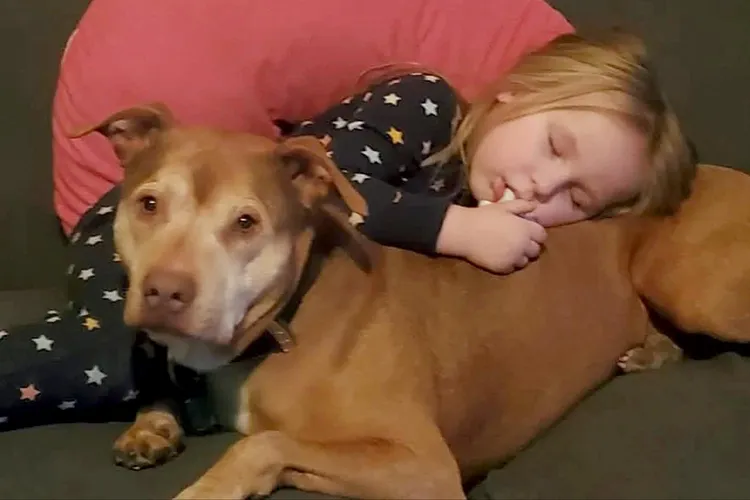 Cachorro idoso encontrado a 320 km de casa graças ao microchip. Veja essa história 1 Captain the dog 062525 82f1baa9358e49f7b7a1db644261fe32
