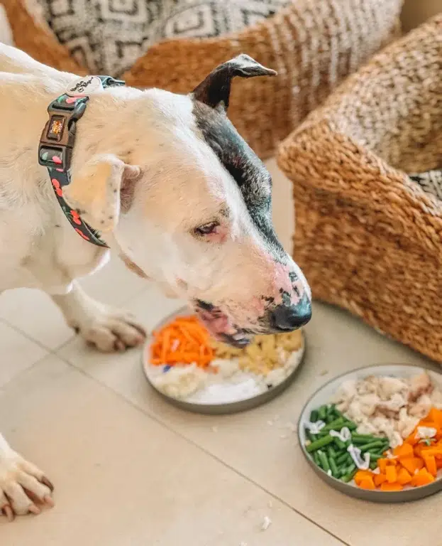 Thor the dog in ibiza hotel 5 072925 560aa57d45b146289920034bcd750f8c