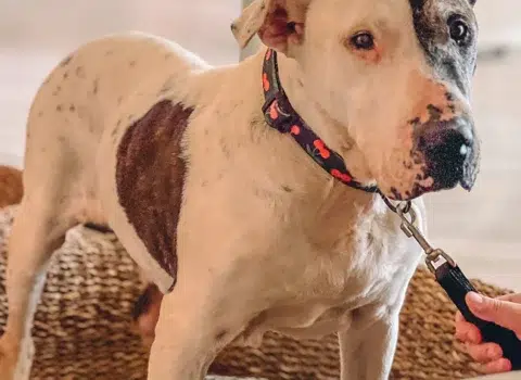Thor, o cão de resgate. Créditos: Miguel Pérez