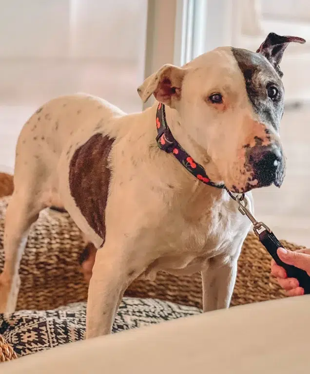 "Hotel bom pra cachorro" Após 10 anos esperando adoção, Thor encontra dono depois de visitar hotel de luxo. Veja História! 1 Thor, o cão de resgate.Créditos: Miguel Pérez
