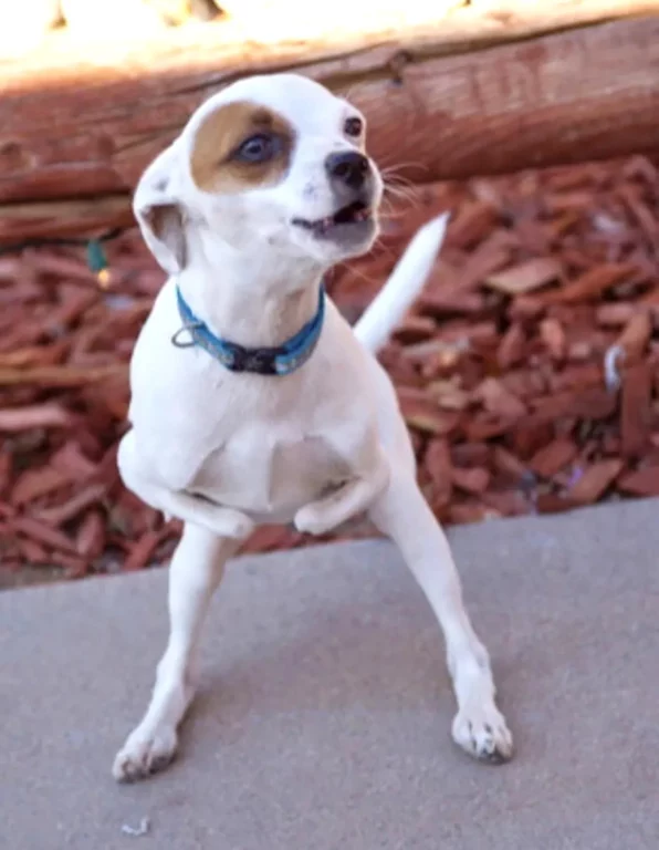 Two legged Chihuahua saves owners life 06 072825 b3260f58b6724e04b3953e932ca17dca