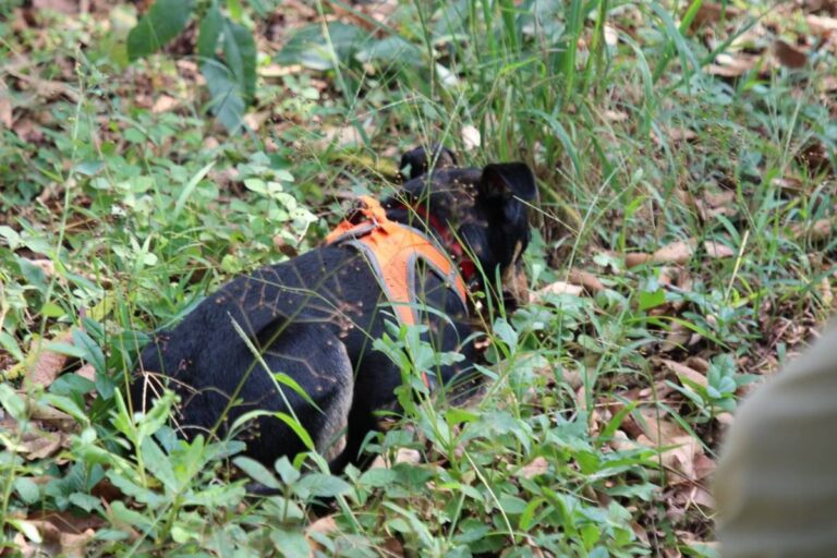 Vira lata abandonada se torna perita da Policia Cientifica de SP. Veja3