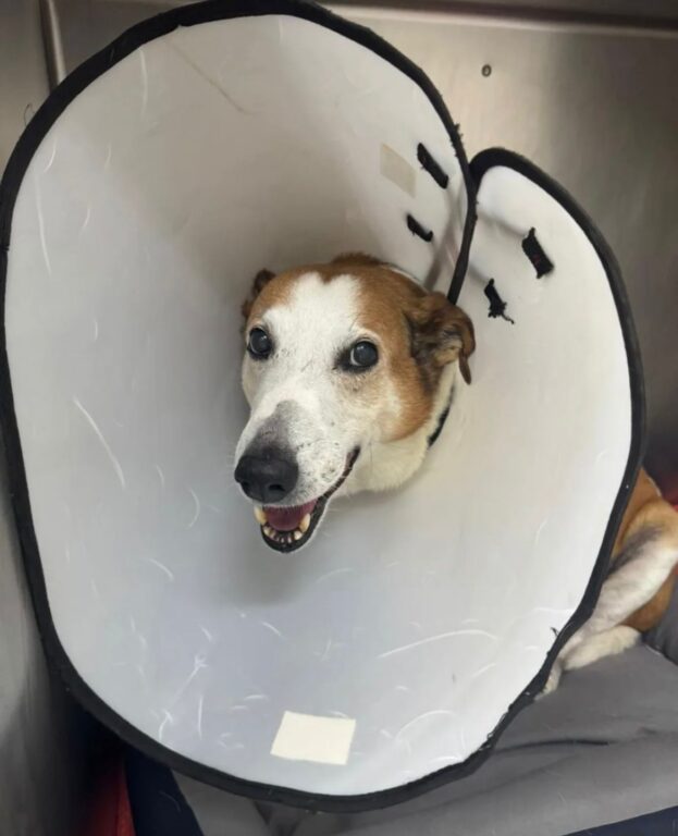 Silveira internado no hospital veterinário da universidade/Via: Instargram 