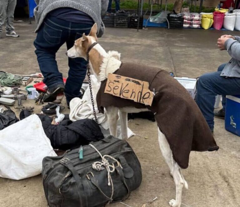 Galgo resgatado de feira no Chile após ser vendido como móvel. Veja aqui! 1 WhatsApp Image 2025 07 29 at 11.20.03