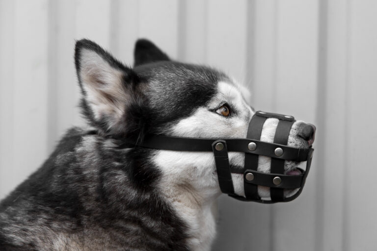 Como acostumar cachorro com focinheira? Veja aqui dicas práticas de adaptação 1 adoravel cao husky com focinho ao ar livre 1