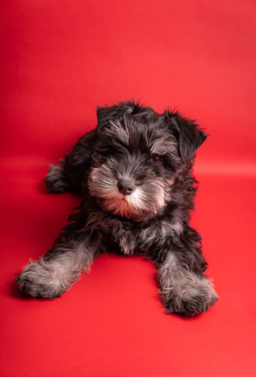 adoravel filhote de cachorro schnauzer olhando para camera em um fundo vermelho tiro de estudio