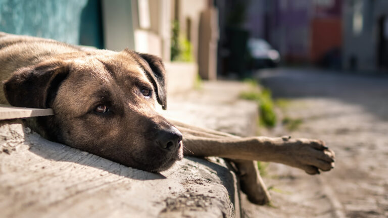 Maricá aprova criação da Patrulha Pet contra maus-tratos. Entenda o projeto de lei. 1 cao vadio local turco com olhos tristes olhando para camera na rua