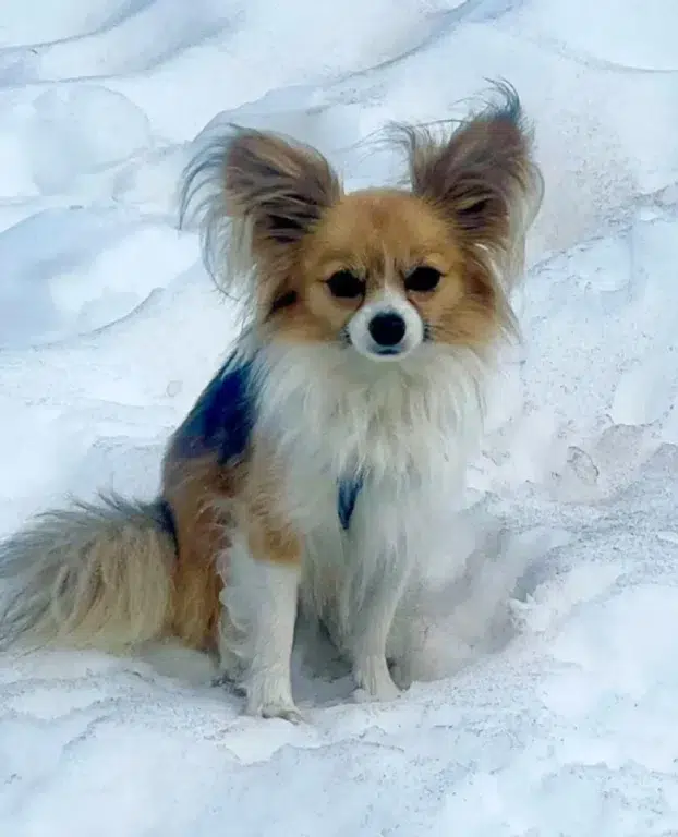 Chihuahua herói salva dono em geleira da Suíça: veja que incrível! 1 chihuahua saves hiker2 7725 33fb12d82b8844d584638b76652f7597