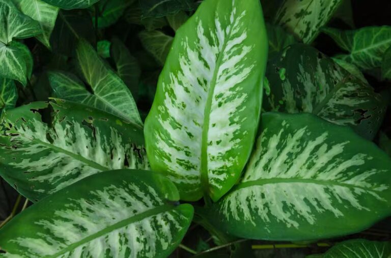 Cão perde a visão temporariamente após contato com planta tóxica. Conheça 6 plantas que podem ser toxicas 3 comigo ninguem pode toxica 3