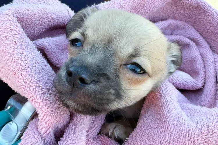 Cachorro intoxicado por fentanil foi salvo pelos bombeiros. Veja o caso e entenda os riscos! 1 fentanyl puppy 1 071625 cf49411af7d84cb8a83b965137dfdda1 1