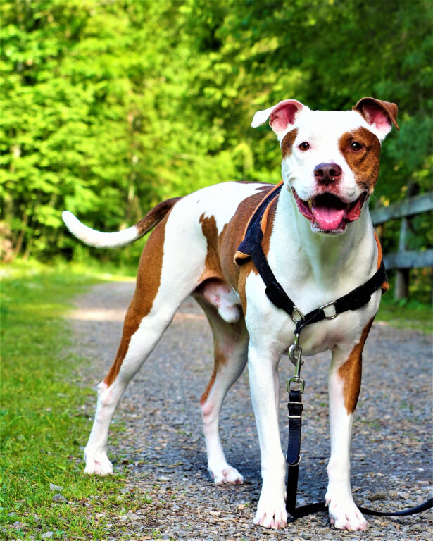 lindo e adoravel pit bull em pe no chao