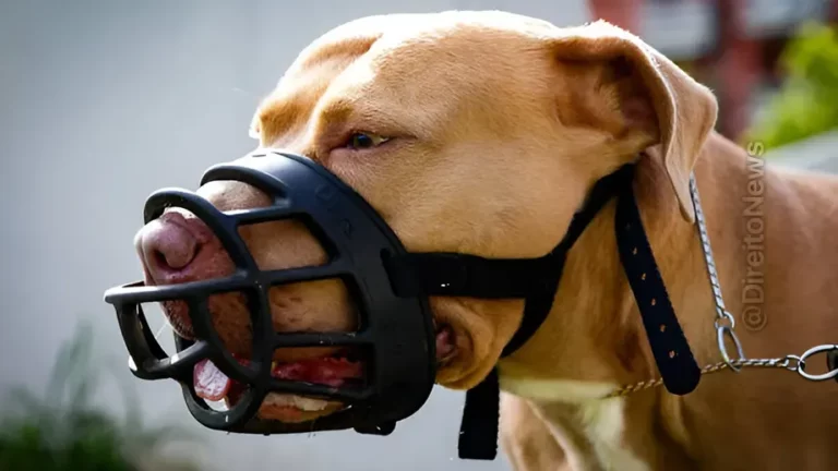 tutores pit bull deverao conduzir cao com focinheira condominio sob pena multa