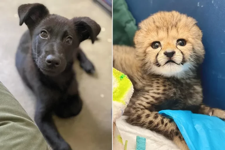 Filhote de guepardo órfão ganha companheiro canino: Saiba mais! 1 2022 06 07 filhote de guepardo ganha cadela bebe como companheira