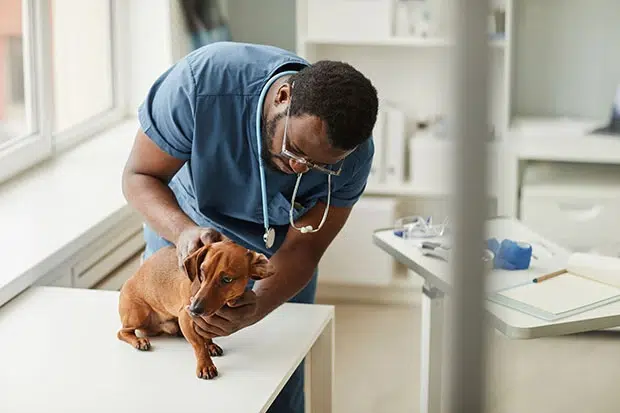 2022 09 07 avma news Pet Diarrhea