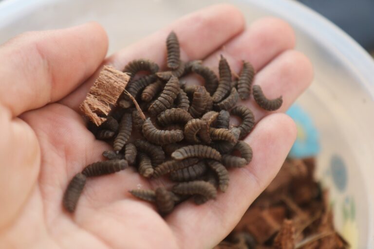 Ração com proteína de insetos: revolução na alimentação pet? Saiba tudo aqui 1 800px Elevage de Mouches Soldats Noires IMG 2488