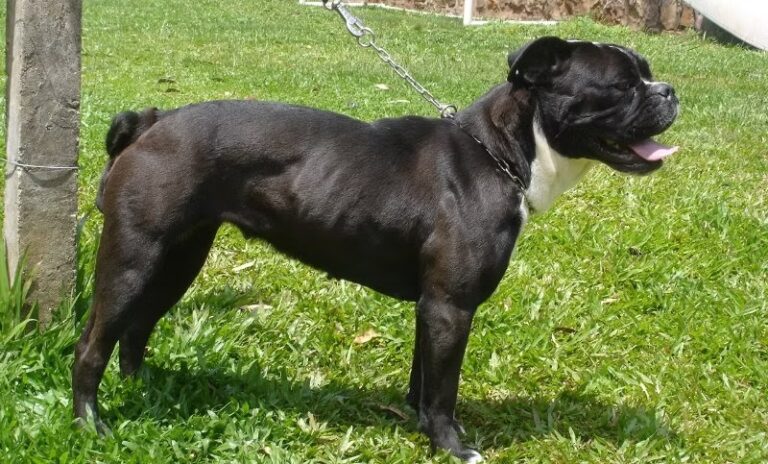 Buldogue Serrano