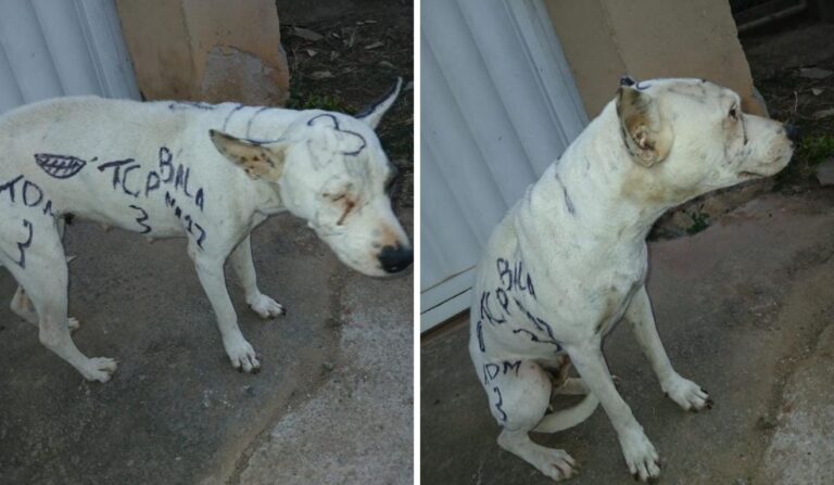 Cachorro Pichado